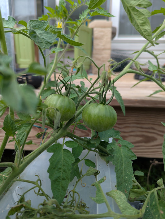 Lessons from My Tomato Plants: Faith, Growth, and the Beauty of God’s Timing
